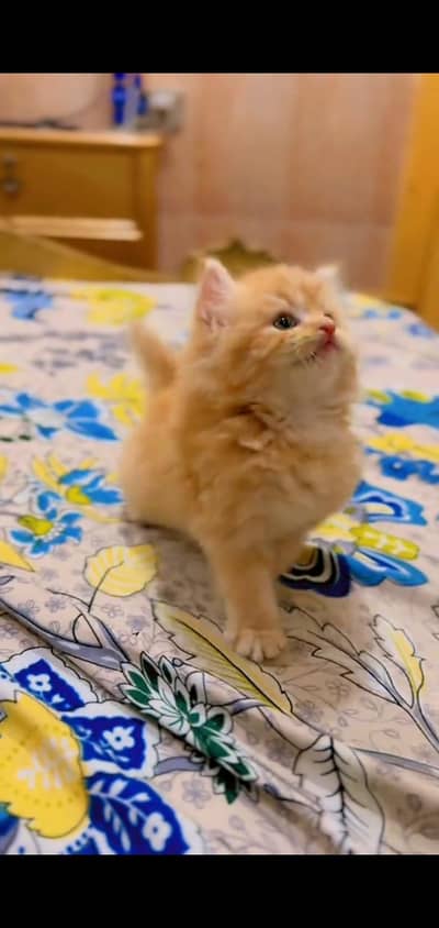 pure persian cats vaccinated triple coated WhatsApp 03317823482