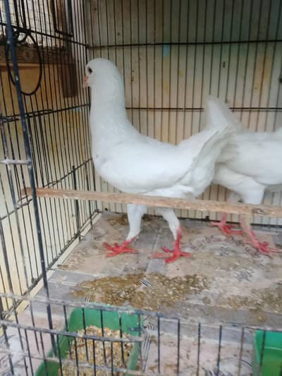pigeon  for sale piar