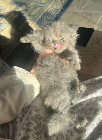 female percian kitten 2 months age