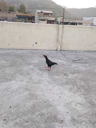 heera and mashika pair