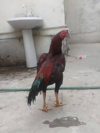 burmi patha sale exchange