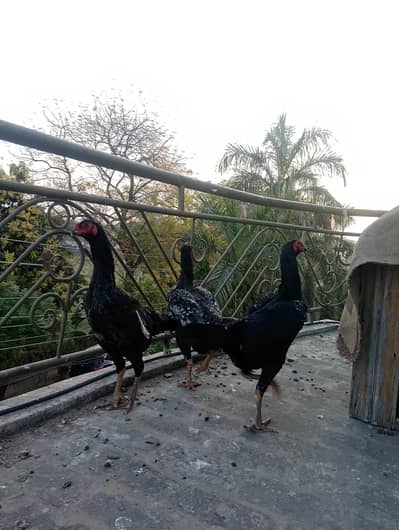 German Oh King Shamo Aseel Breed