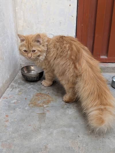 beautiful persion cat