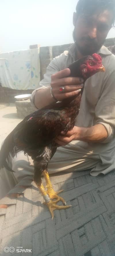 Pakoya tart madi for sale ha