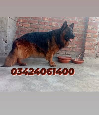 import quality gsd male for sale 03424061400 on whatsApp