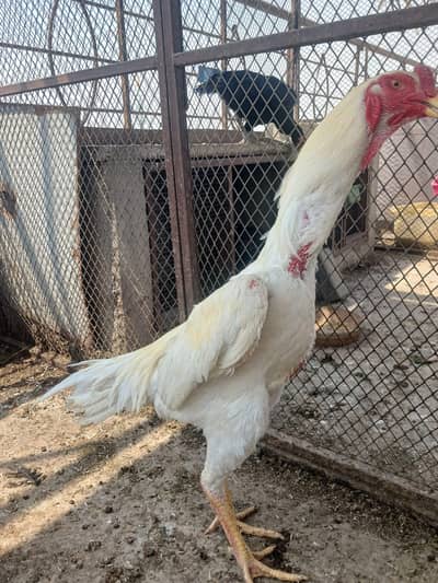 GERMAN WHITE O SHAMO & BLACK SHAMO WHATSAPP 03168035881