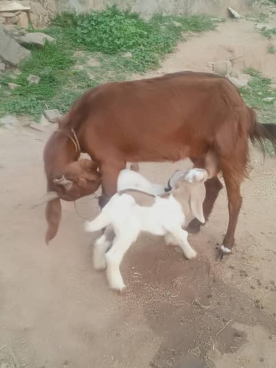 desi bkri sath 2 male kid for sale