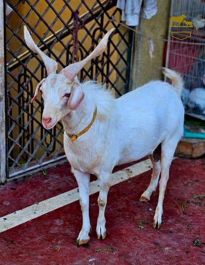 Bakra andu