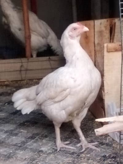 Paper white mianwalle hen whoite nook nalle kurak