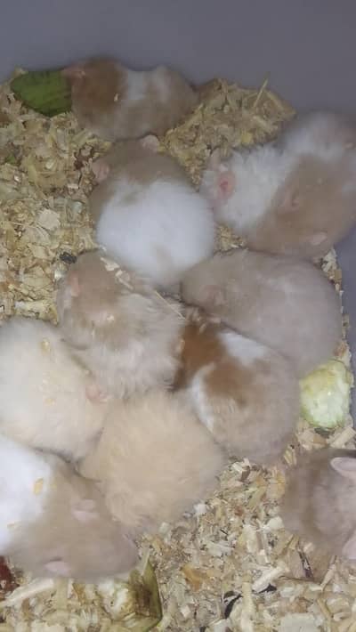 (WEEKEND OFFER)  Hamster, Wheel & Bottle available,