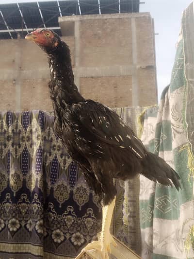 Home BreeD High Quality Aseel Pair father and mother picture attached