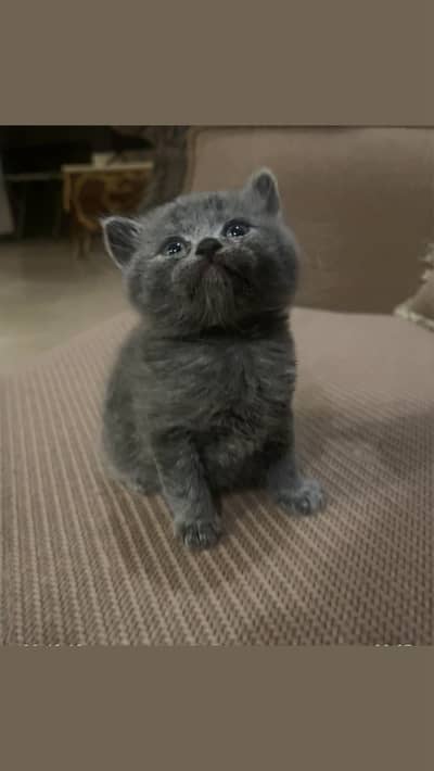 British shorthair