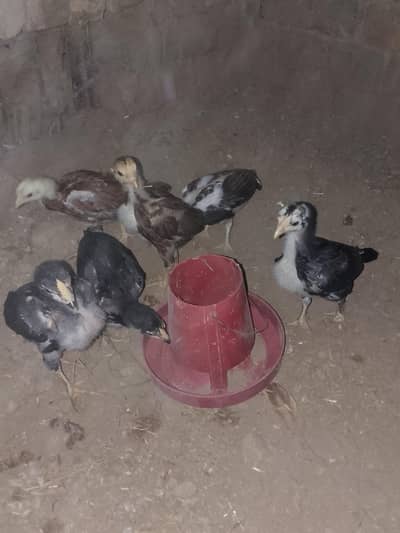 Sell Aseel  Mianwali