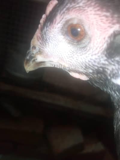 Pakoya tart madi for sale ha