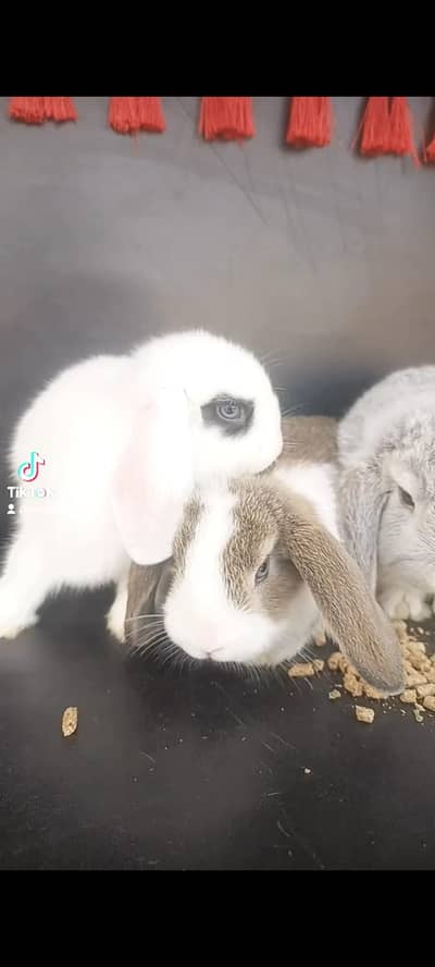 ہالینڈ لوپ بنی اویلیبل