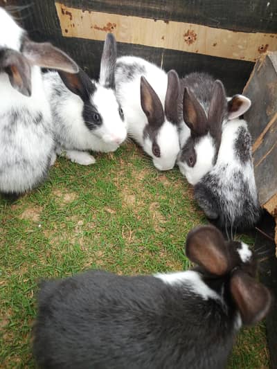 Rabbit babys 3 pairs