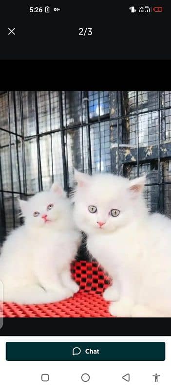 Persian cat for sale male female vaccine clear 0329=26=63=252=