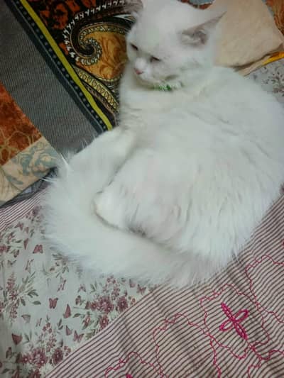 Doll Face female Cat play full Healthy and active triple coat ha