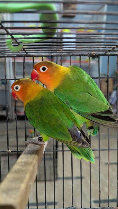 Love Birds For Sale (Different Types)