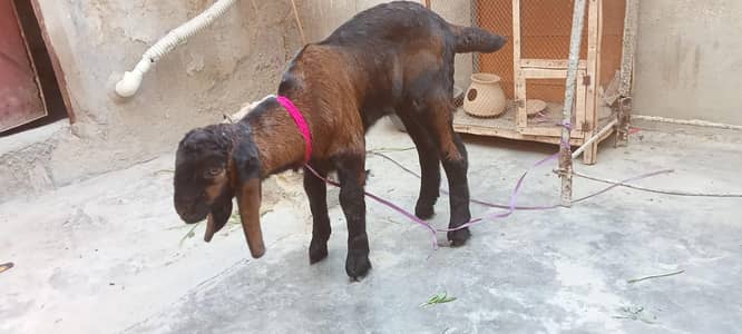 kamori bakra rabta03113725206