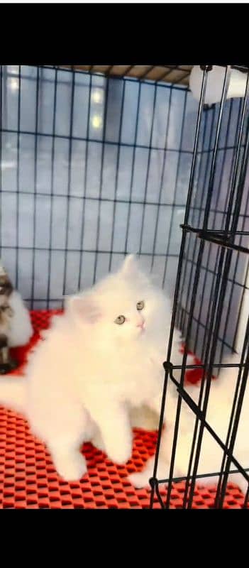Persian cat for sale male female vaccine clear 0329=26=63=252=
