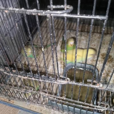 Australian budgies urgent for sale