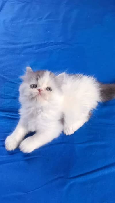Persian kittens triple coat pair for sale contact whatsap 03278995700