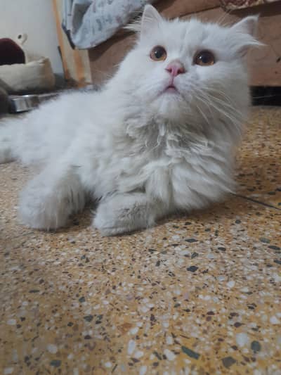 tripple coat punch face