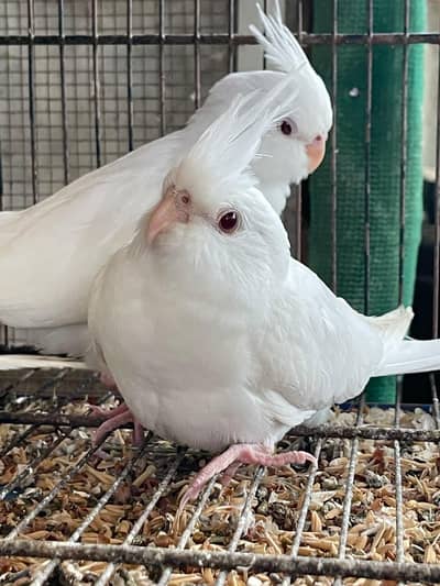 Eno Cockatiel Red eye 6-8 weeks