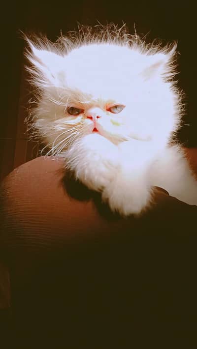 Tripple Coat, Stream Punch