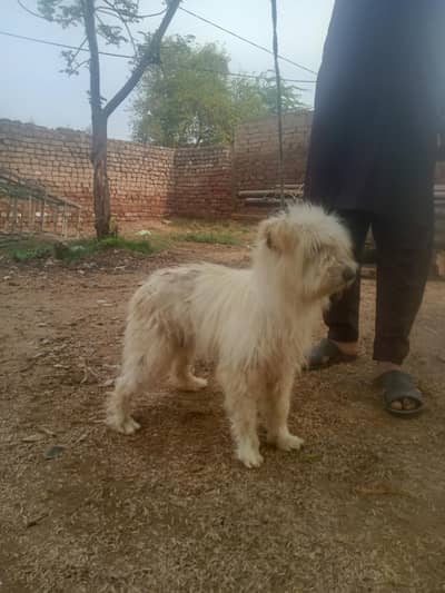 poddle long coat male