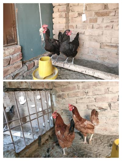 Austrolop and RIR Egg laying Female for Sale