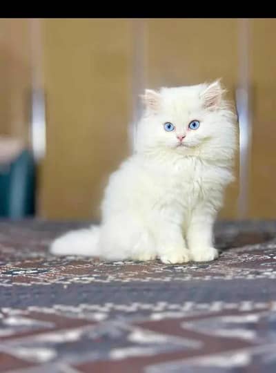 Persian female kitten for sale My WhatsApp number 03 25 022 67 56