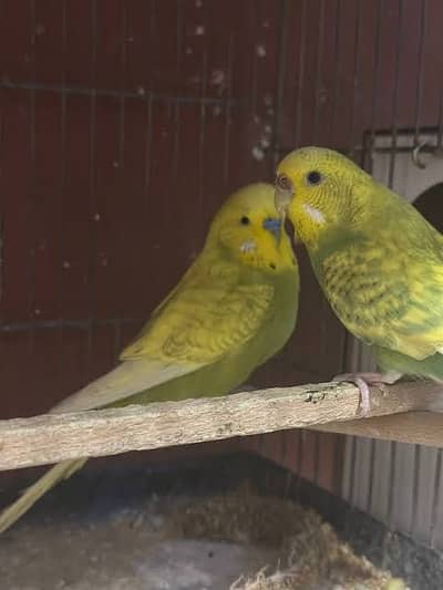 Budgies and chicks for sale