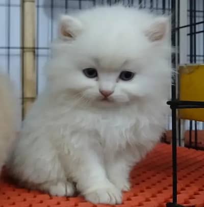 Persian female kitten for sale My WhatsApp number 03 25 022 67 56