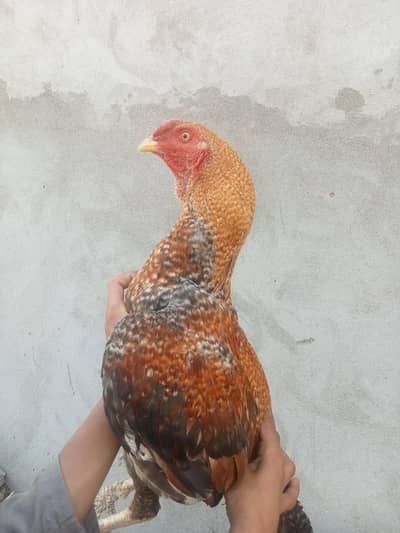 Aseel Sindhi Patha tikhra