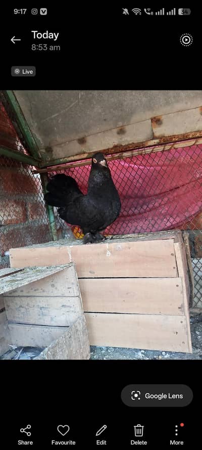 pigent for sale lake kabuter male