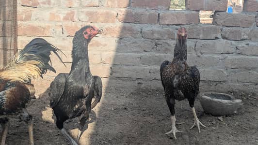 Shampoo cross eggs/pure white shamo Eggs Available