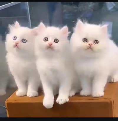 Persian female kitten for sale My WhatsApp number 03 25 022 67 56