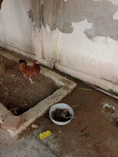 golden mirsi murgi , golden chota murga