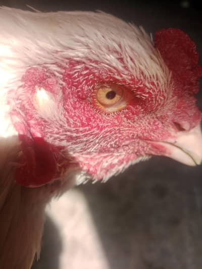 Hera Aseel paper white price 17000 Whatsapp 03017105175