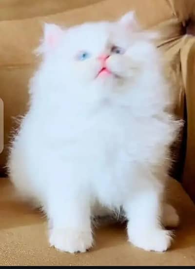 Persian female kitten for sale My WhatsApp number 03 25 022 67 56