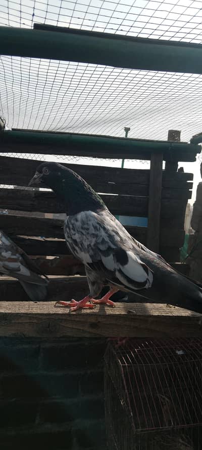 Teddy pigeon lakhi madi sailkoti pigeon