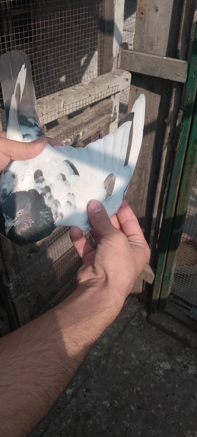 Teddy pigeon lakhi madi sailkoti pigeon