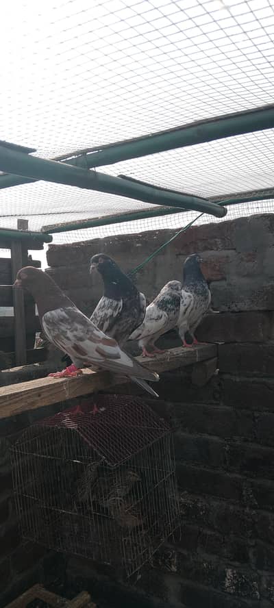 TEDDY TOP QUALITY PIGEONS