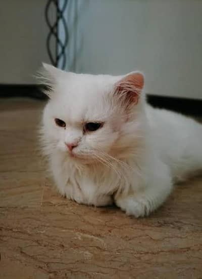 Russian Cat dogs ka elaaj