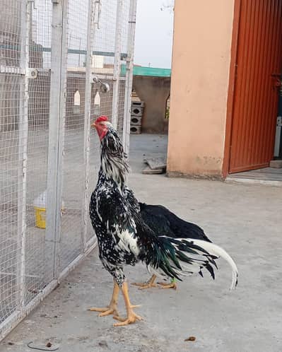 O Shamoo available for sale 1+2