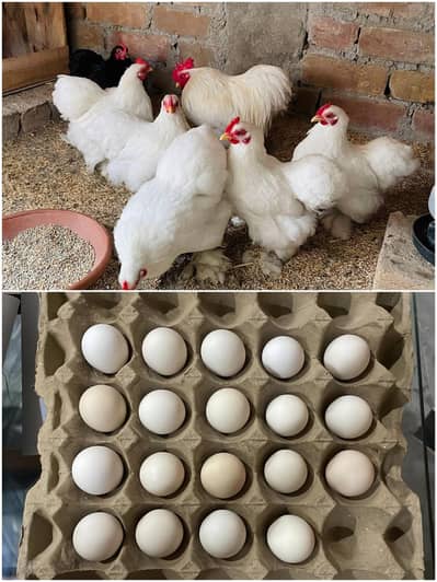 Bantam Eggs and Chicks Available