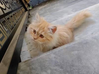 Triple Cotted kitten  Contact # 03258086997 whts app only