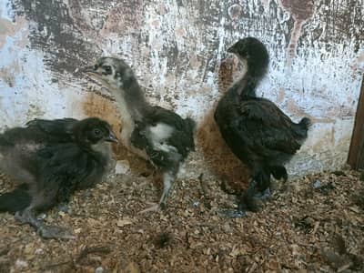 Balack buff heavy Cuchin Fancy 3 chiks